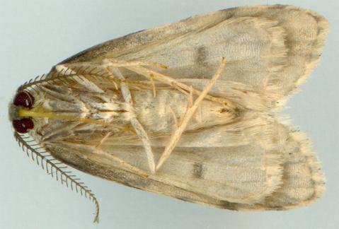 Thallarcha macilenta