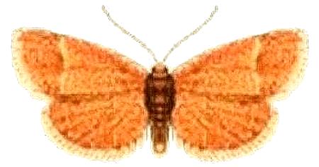 Chiriphe monogrammaria