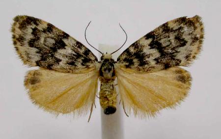 Halone ophiodes
