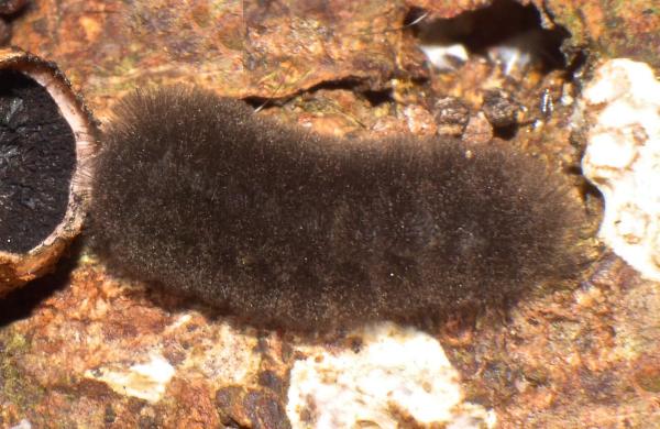 Asura polyspila