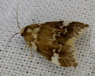 Halone pteridaula