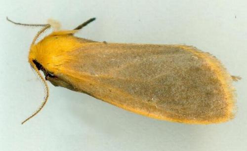 Symmetrodes sciocosma