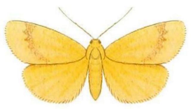 Symmetrodes sciocosma