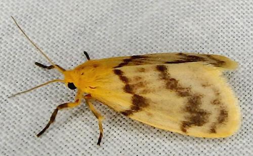 Symmetrodes sciocosma
