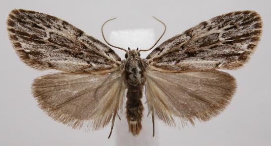 Halone servilis