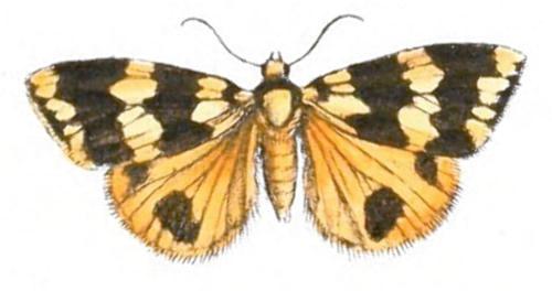Termessa shepherdi
