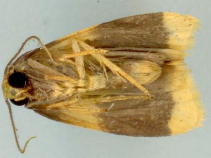 Heterallactis stenochrysa