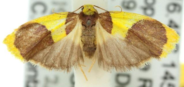 Heterallactis stenochrysa
