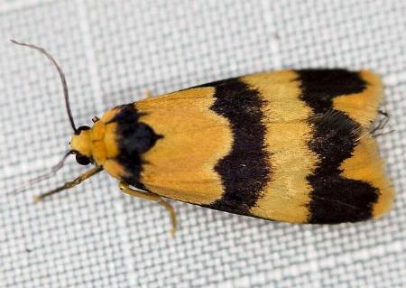 Stenoscaptia venusta
