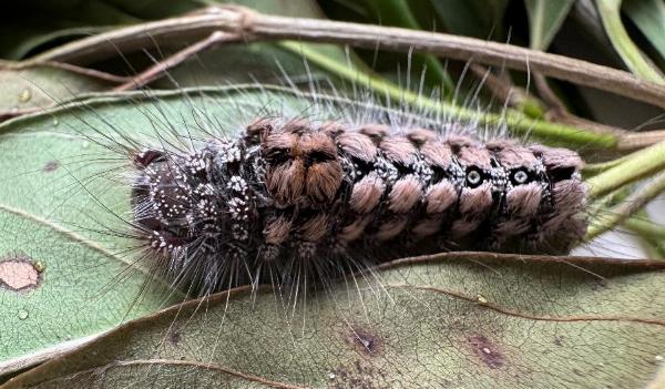 Euproctis arrogans