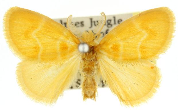 Euproctis epidela