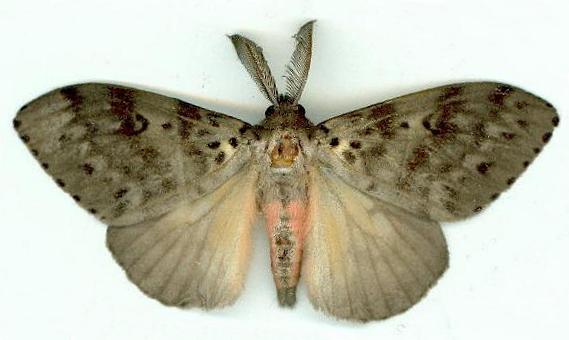 Lymantria lunata