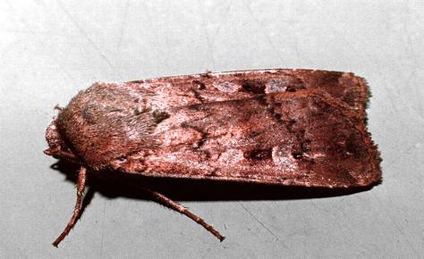 Bogong moth
