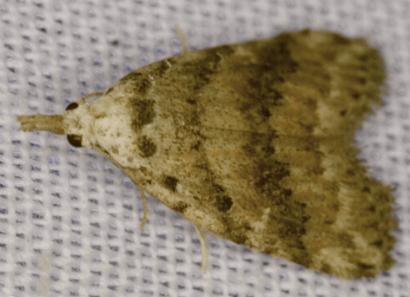 Nola coelobathra