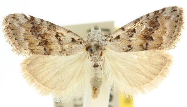 Nola coelobathra