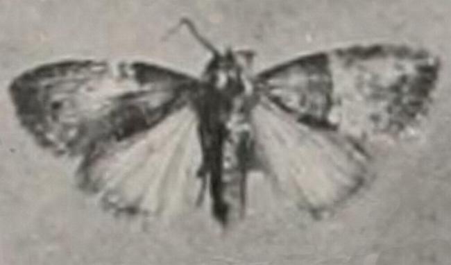 Acatapaustus mesoleuca