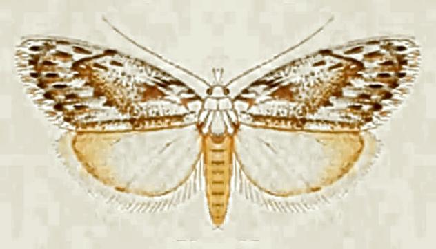 Nola phloeophila