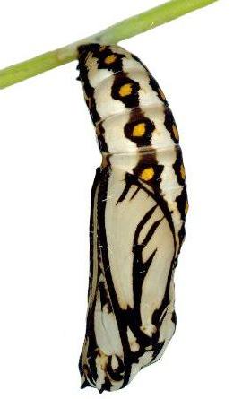 Acraea andromacha