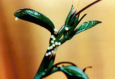 Acraea andromacha
