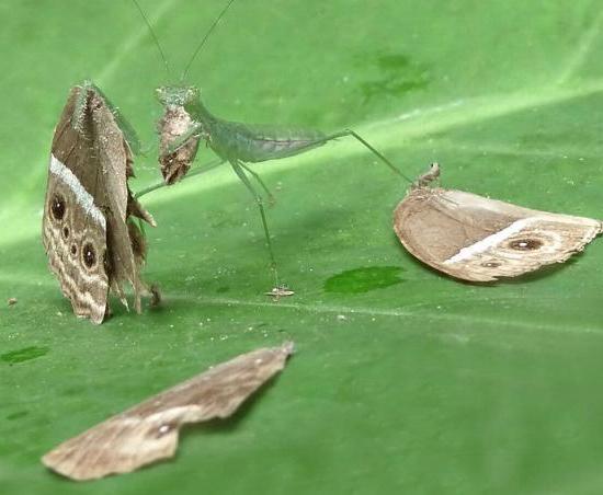 Mantodea vs Lepidoptera