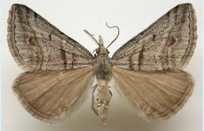 Dichromodes consignata