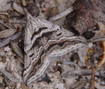 Dichromodes consignata