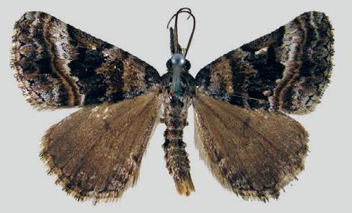Dichromodes emplecta