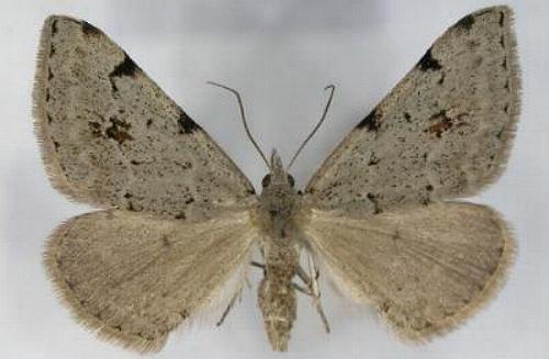 Dichromodes estigmaria