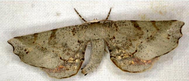 Parepisparis excusata