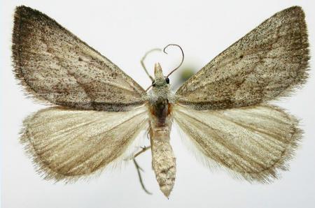 Adeixis inostentata