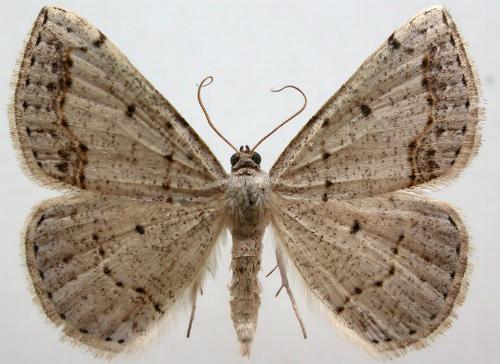 Taxeotis intextata