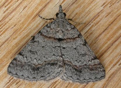 Dichromodes obtusata