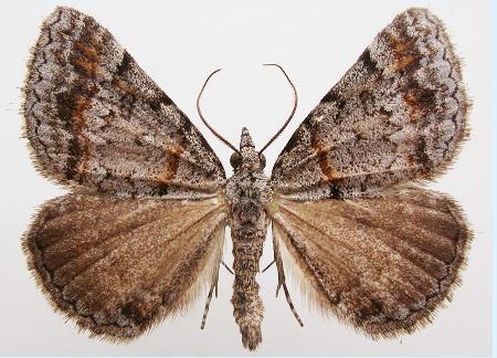 Dichromodes obtusata