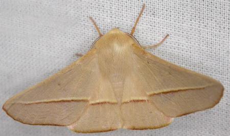 Oenochroma orthodesma