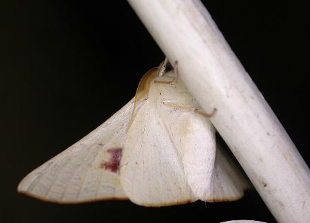 Oenochroma orthodesma