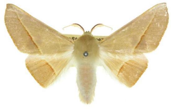 Oenochroma orthodesma