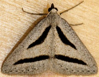 Aglossophanes pachygramma