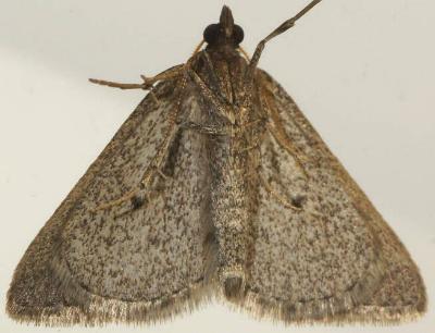 Aglossophanes pachygramma