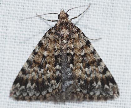 Dichromodes rimosa