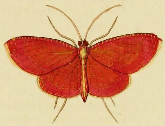 Eumelea rosalia