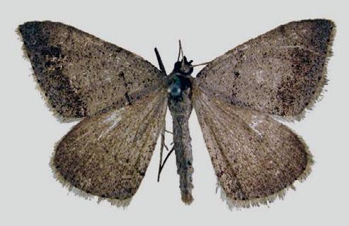 Taxeotis spodoides