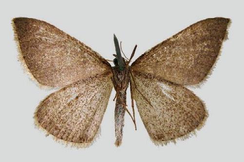 Taxeotis spodoides