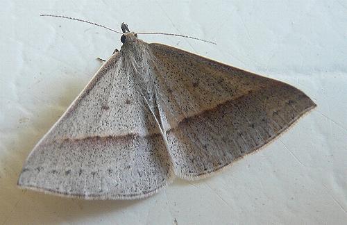 Epidesmia tryxaria