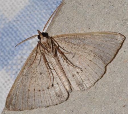 Epidesmia tryxaria