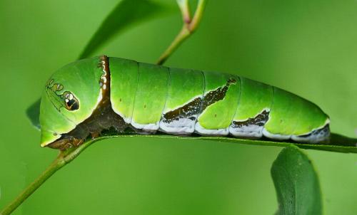 Papilio memnon