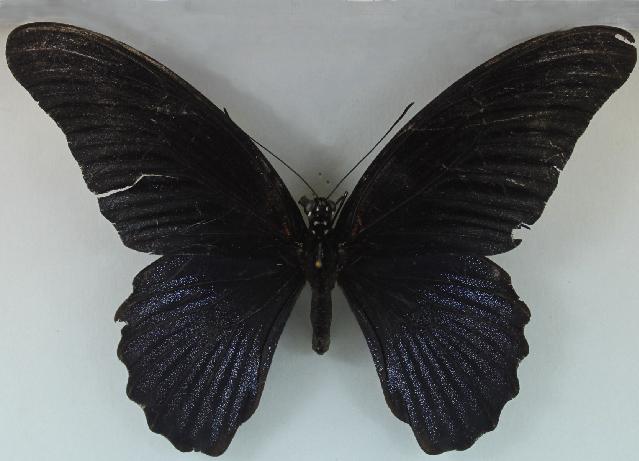 Papilio memnon