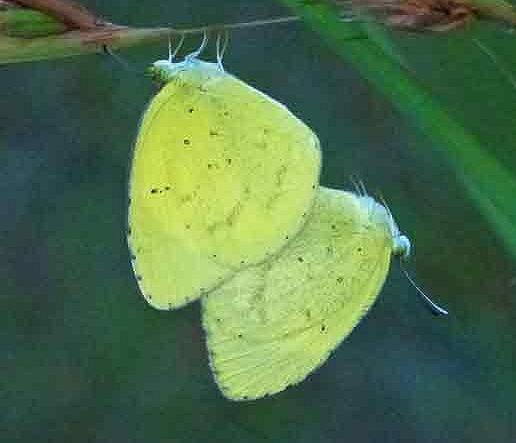 Eurema drona