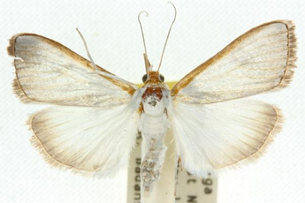 Palpita limbata