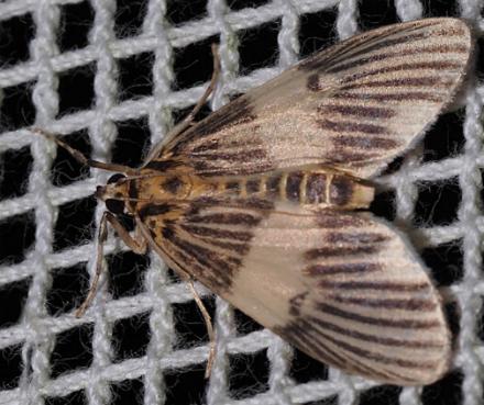 Tyspanodes metachrysialis