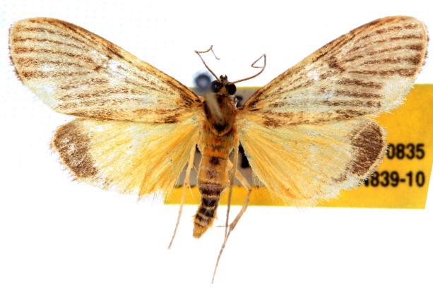 Tyspanodes metachrysialis